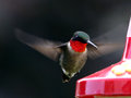 IMG_2578p.jpg