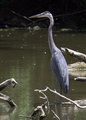 Heron.jpg