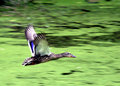 Mallard.jpg