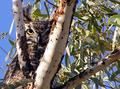 Great Horned Owl6.jpg