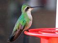Hummingbird2.jpg