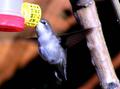Hummingbird7.jpg