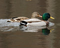 IMG_9876p.jpg