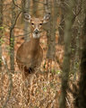 IMG_9919p.jpg