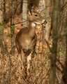 IMG_9931p.jpg