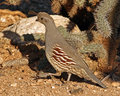 Gambel\'s Quail 3 600.jpg