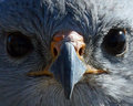 Gray Hawk 5 600.jpg