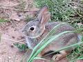 Baby Bunny