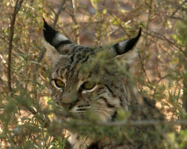 Bobcat 4 600.jpg