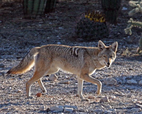 Coyote 1 600.jpg