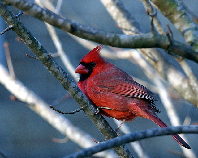 Cardinal.jpg