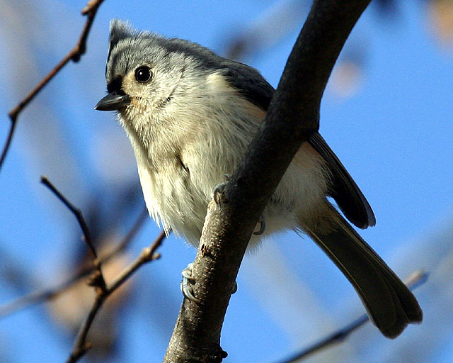 Titmouse5.jpg