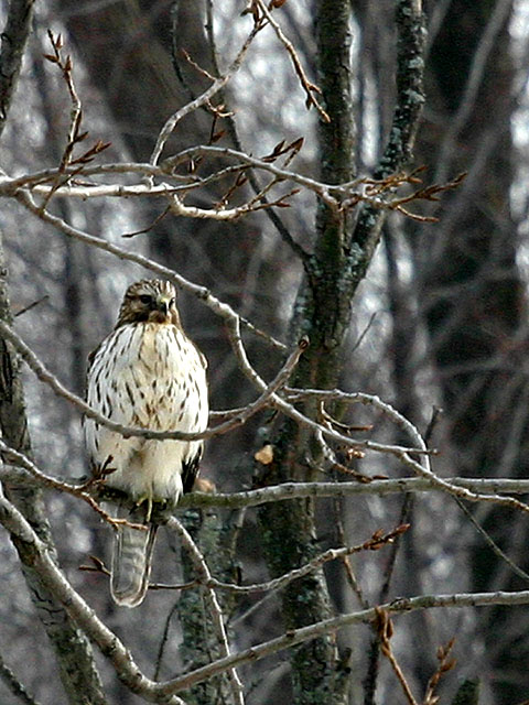 IMG_4332p.jpg