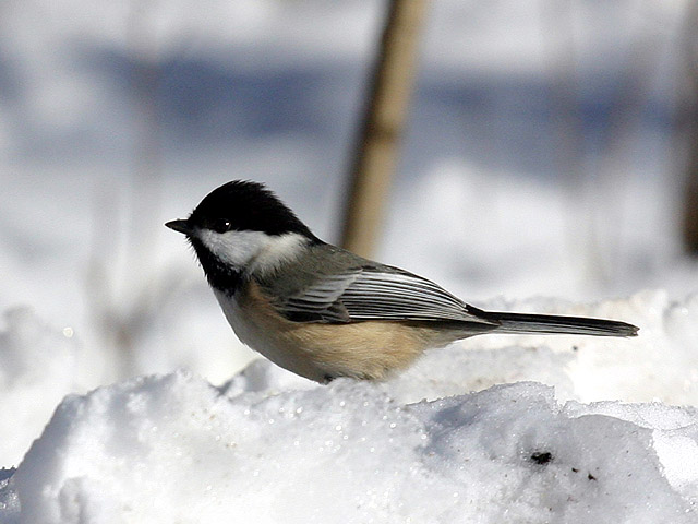 Chickadee.jpg