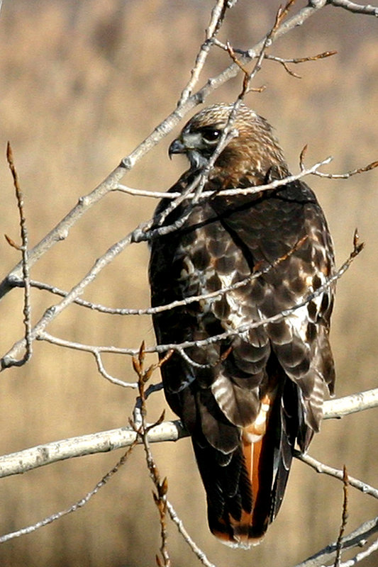 Red Tail Hawk
