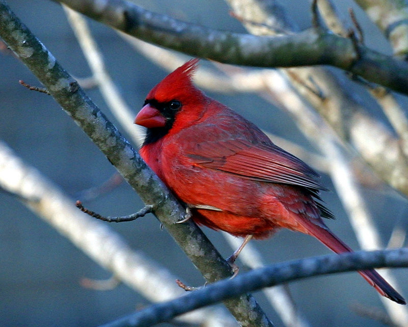 Cardinal