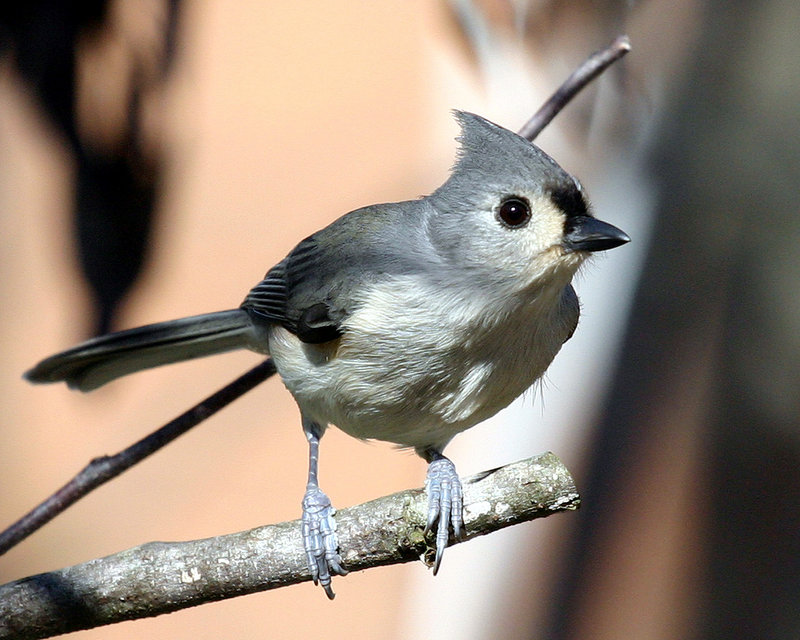 Titmouse