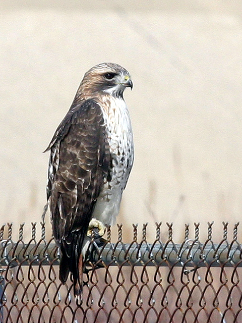 Red Tail.jpg