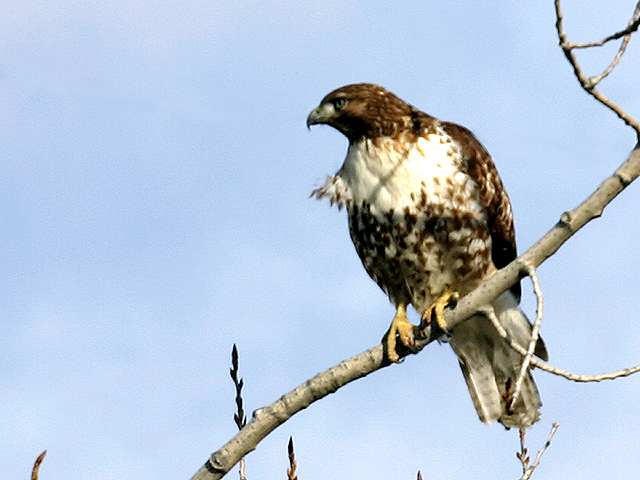 Broad Wing Hawk.jpg