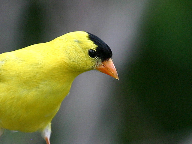 Gold Finch.jpg