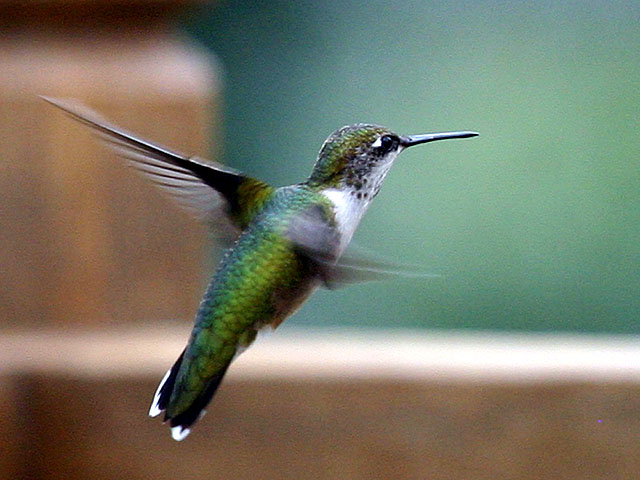 IMG_9824p.jpg