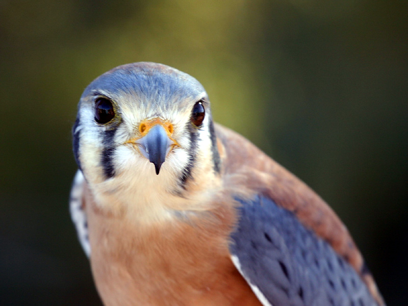 Kestrel 1.jpg