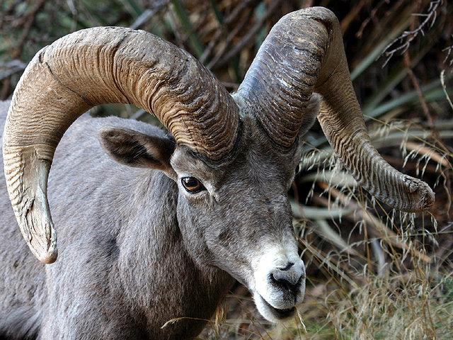 Big Horn 1.jpg