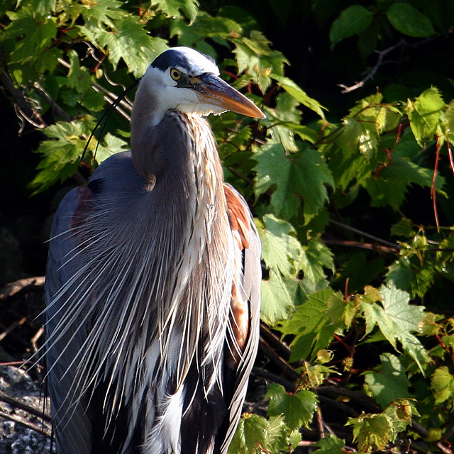 Great Blue Heron.jpg