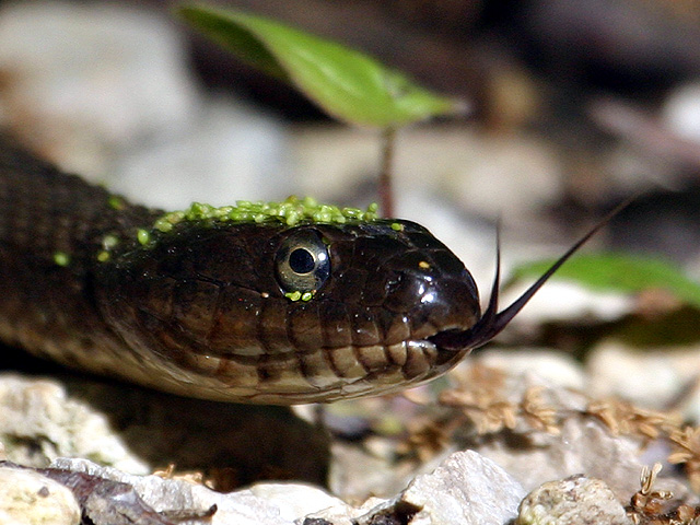 Northern Water Snake.jpg