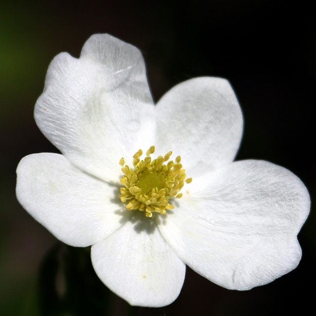 Wood Anenome.jpg