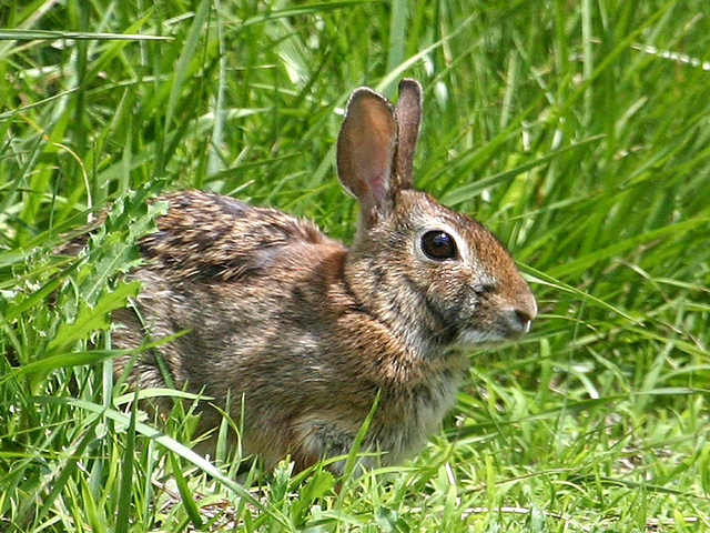 Cotton Tail.jpg