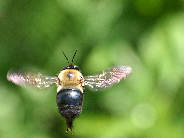 Bumble Bee.jpg