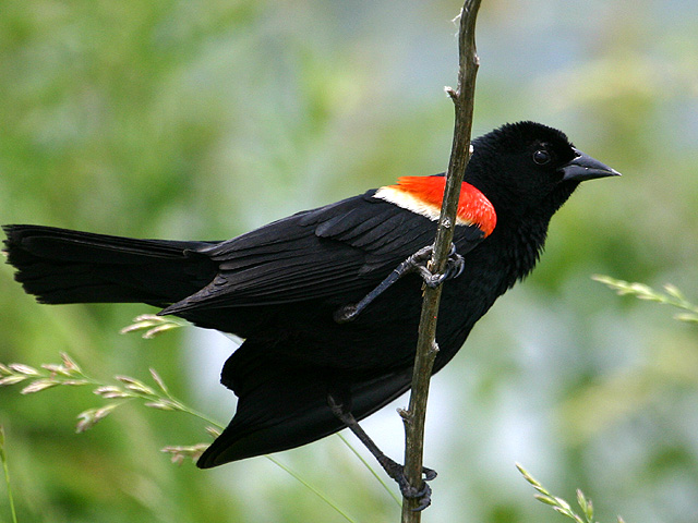 Red Wing Blackbird.jpg