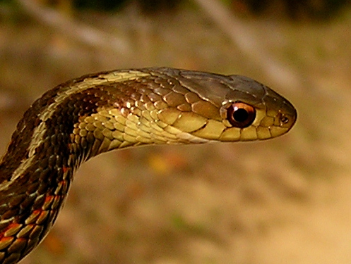 Garter1.jpg
