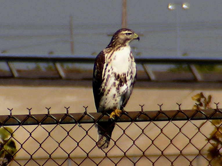 Red Tail.jpg