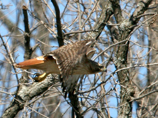 IMG_2169p.jpg