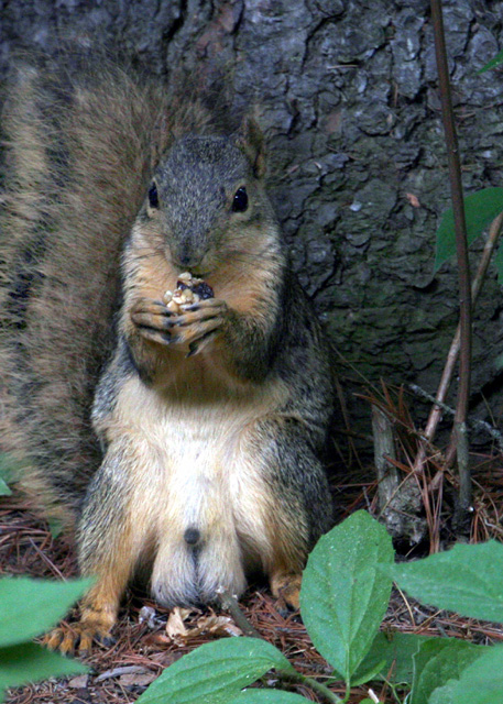 Got Nuts.jpg