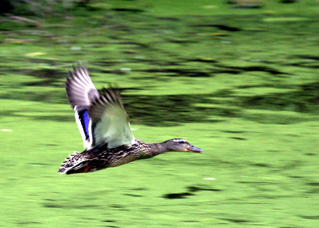 Mallard.jpg