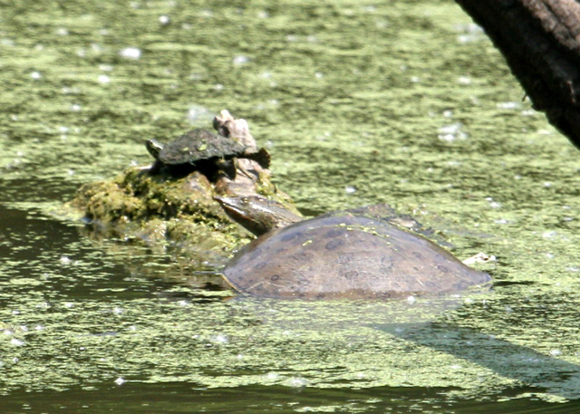 Softshell.jpg