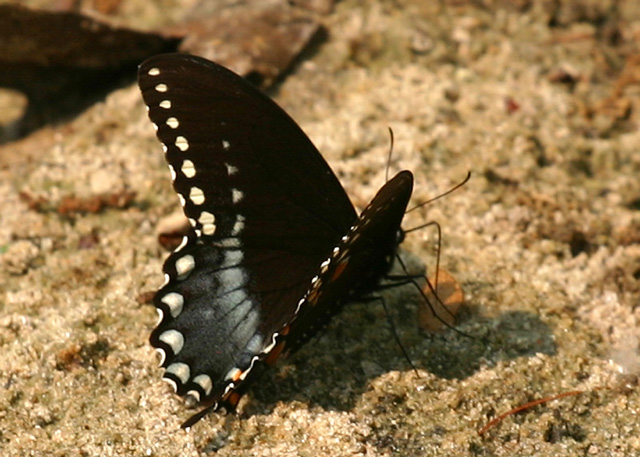 Spicebush.jpg