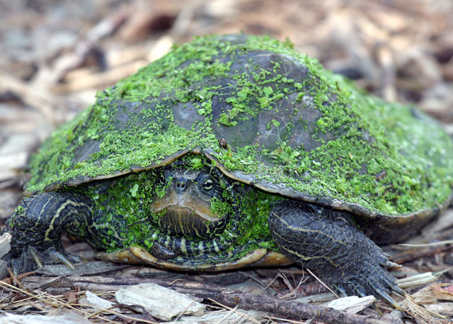 Paintedturtle.jpg