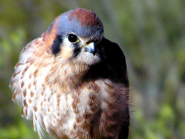 AmericanKestrel.jpg