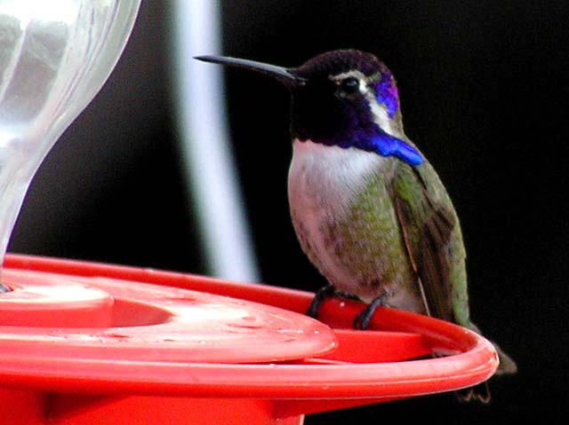 Hummingbird1.jpg