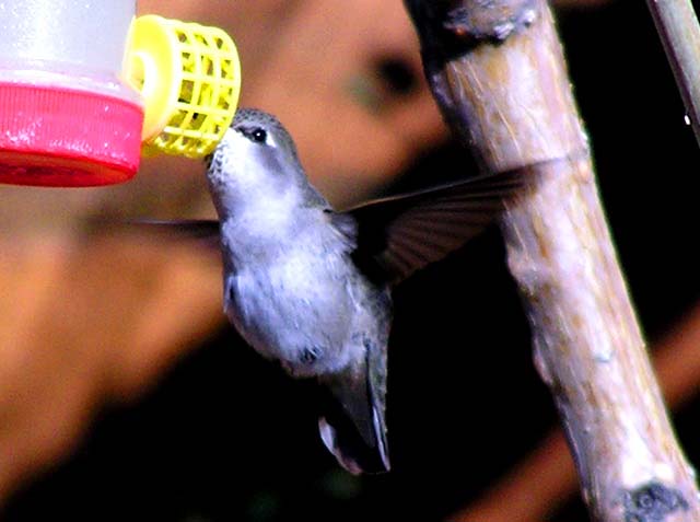 Hummingbird7.jpg