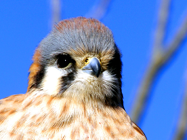 Kestrel7.jpg