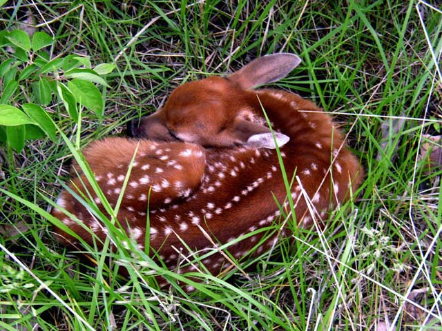 Buck Fawn 2.jpg