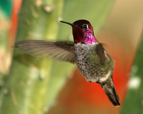 Anna Hummer Male 11 600.jpg