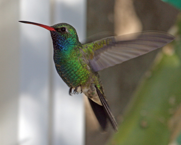 Broad Bill Hummer 1 600.jpg