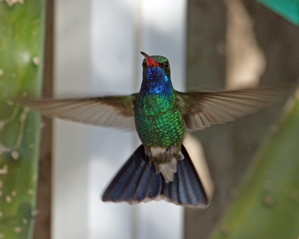 Broad Bill Hummer 2 600.jpg