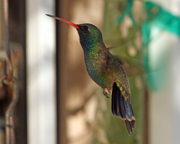 Broad Bill Hummer 4 600.jpg